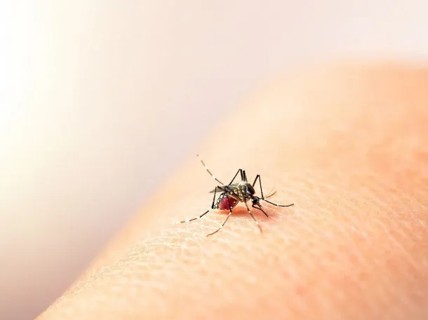 El Ministerio de Salud provincial confirmó 125 casos de chikungunya