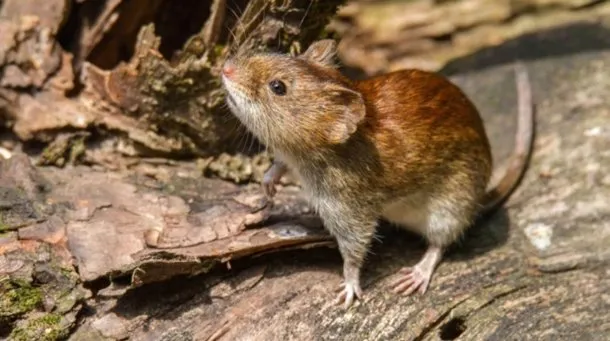 La OMS advirtió que el hantavirus es altamente contagioso al inicio de la enfermedad 