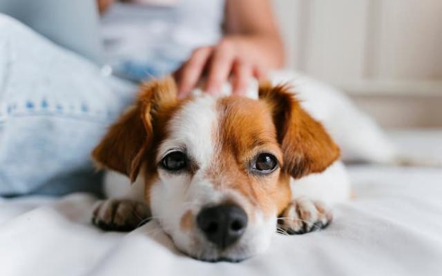 8 de cada 10 argentinos tienen una mascota y casi todos la creen "integrante” de la familia