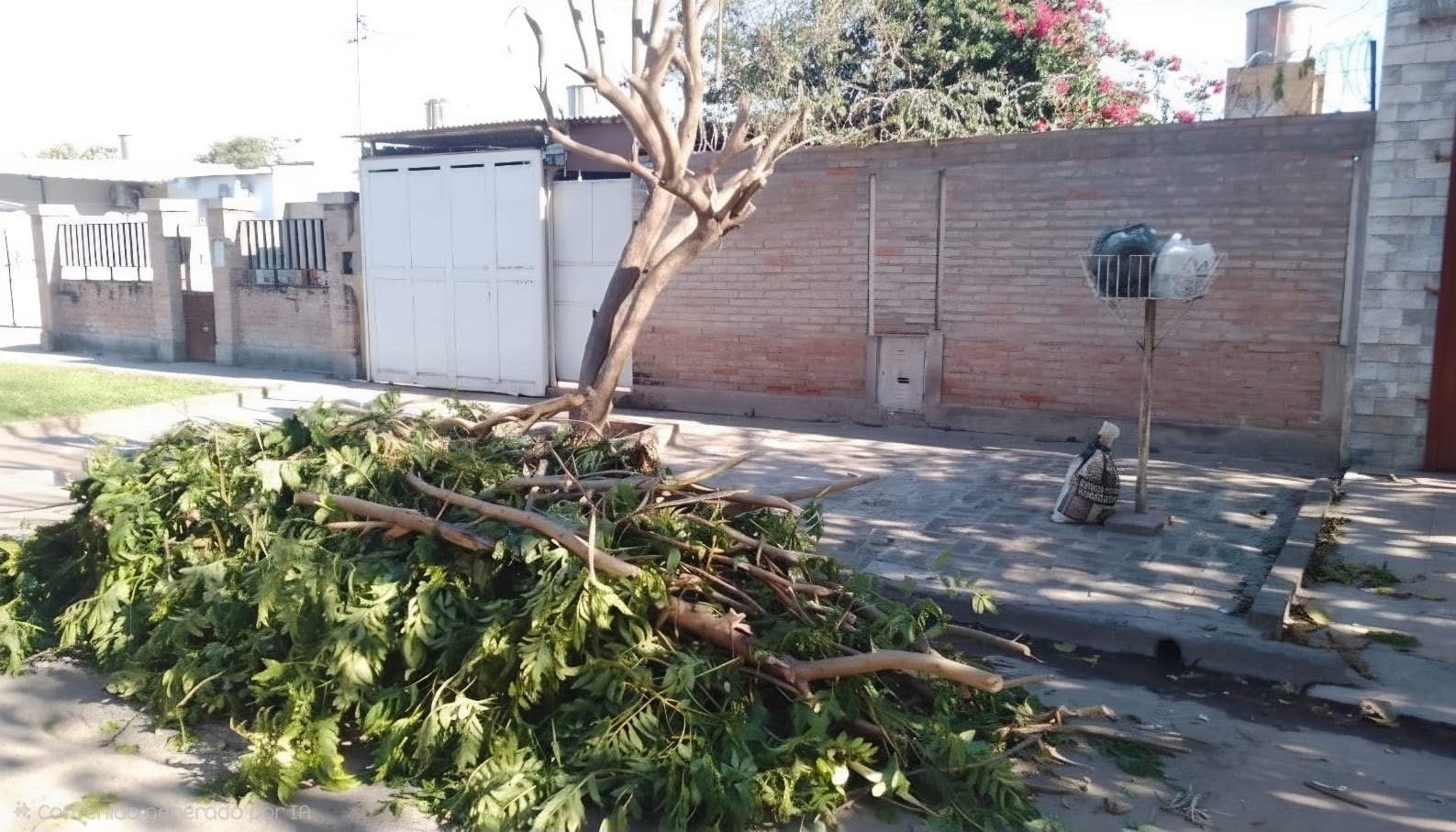 La Municipalidad recordó que las podas de árboles se autorizan solamente con una evaluación técnica