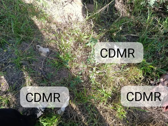 Hallazgo de restos óseos en un paraje cercano a Villa Mailín: la Policía investiga